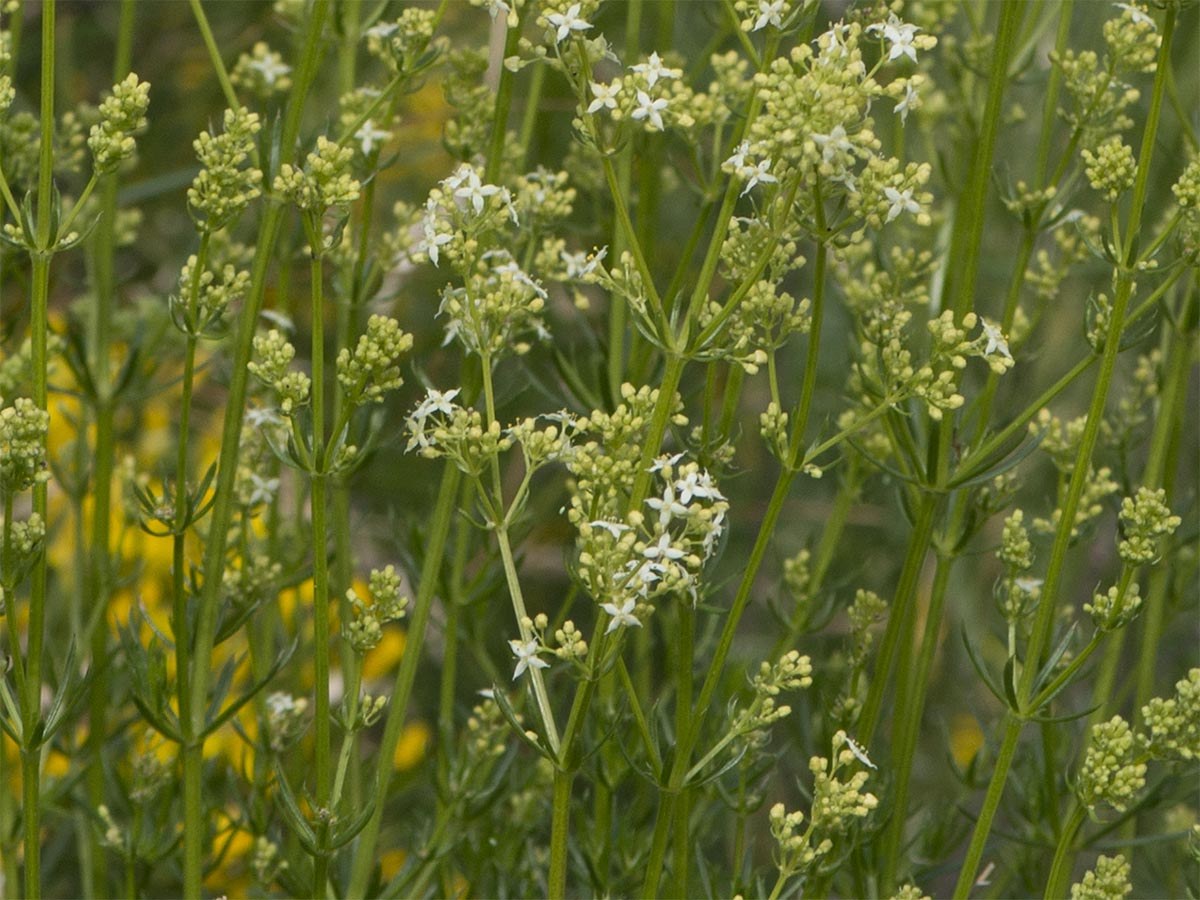 Galium lucidum